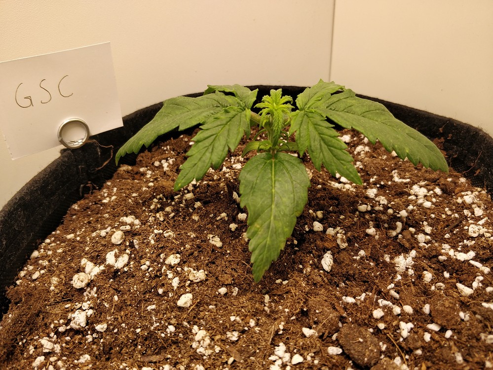 Girl Scout Cookies Regulär (BC Bud Depot) Produktfoto