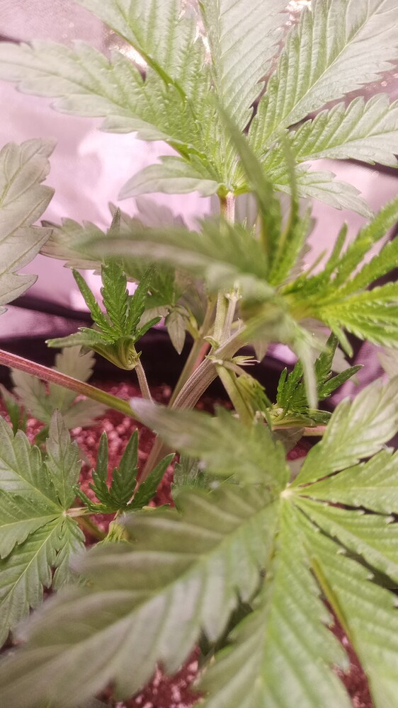 Gelato Produktfoto