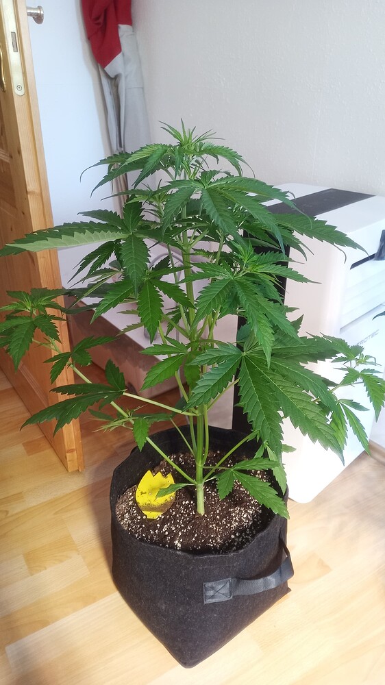 AK420 Auto Produktfoto