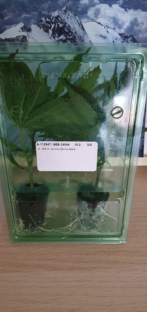 Seriotica Produktfoto
