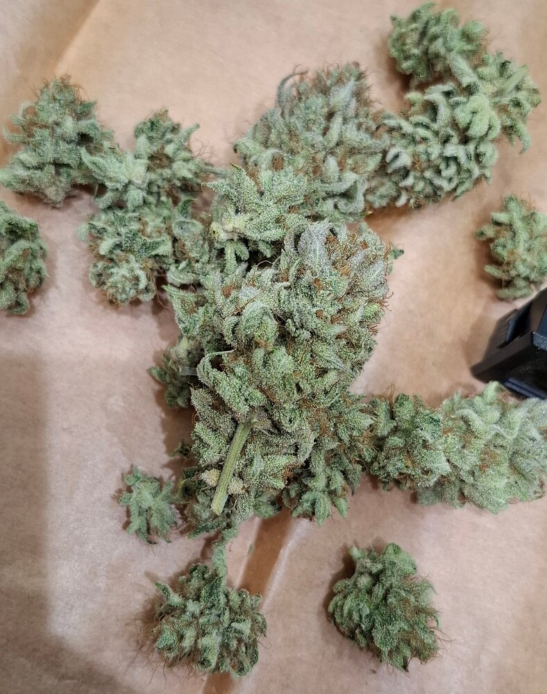 [Ende] Triangle Sherbet Kush S1 und Melonade Runtz unter 320W