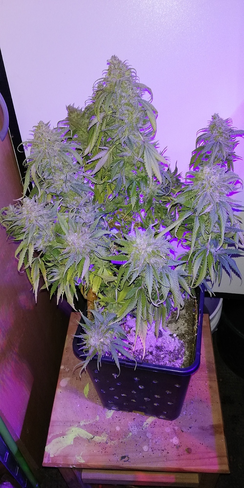 Von Hydro zur Erde, Seed to Harvest