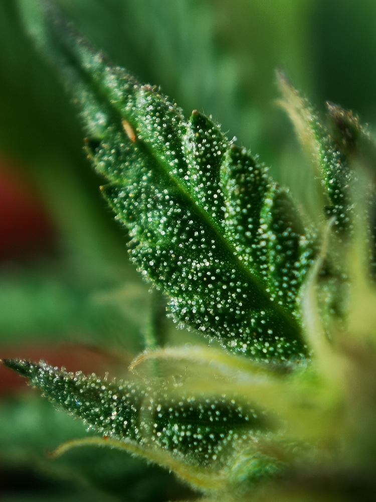 Growreport Royal Dwarf Auto, Purple Queen und White Widow Outdoor