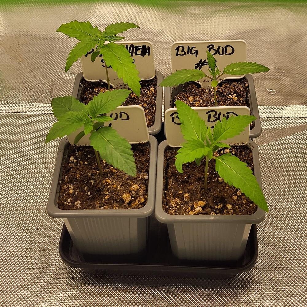 BigBuds und ein P!nkMatchaSlush 🤤🍧