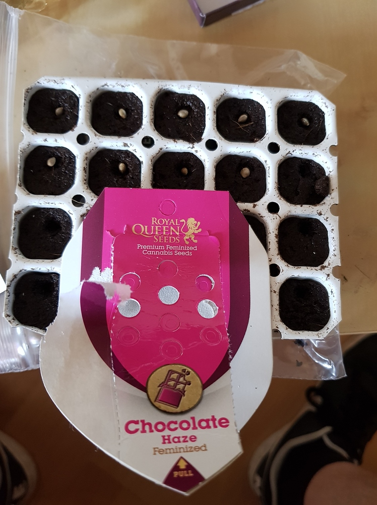 Chocolate Haze Produktfoto
