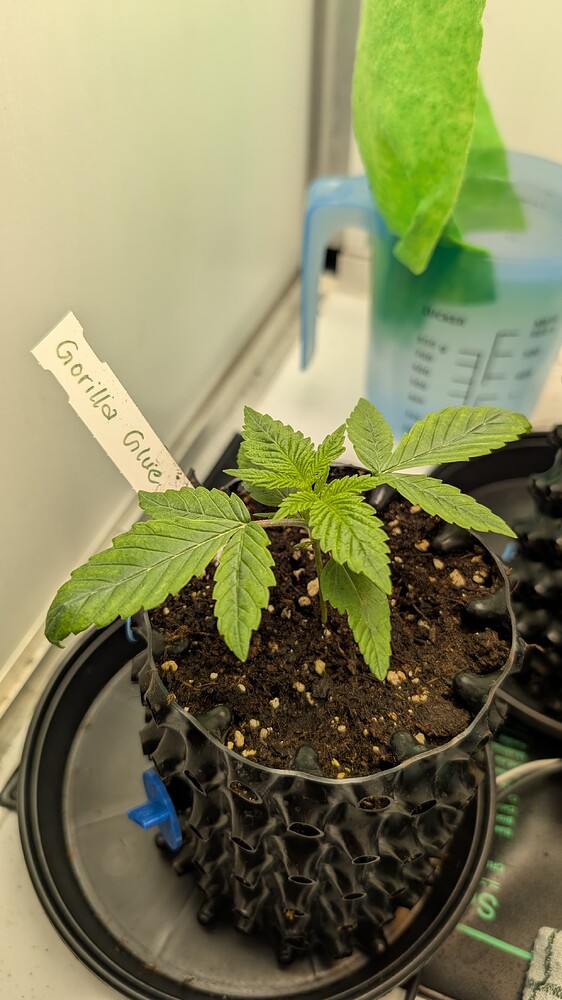 Gorilla Glue #4 Feminisiert (Linda Seeds) Produktfoto