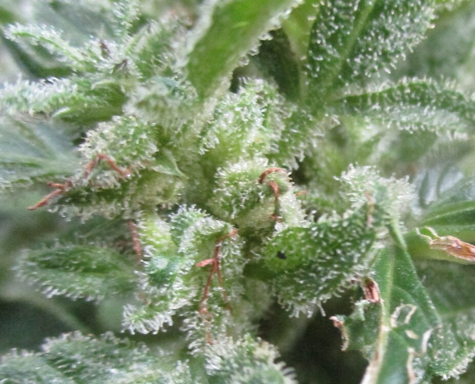 Lemon Haze auto- Vergleichsgrow! Barney's Farm vs. Kannabia