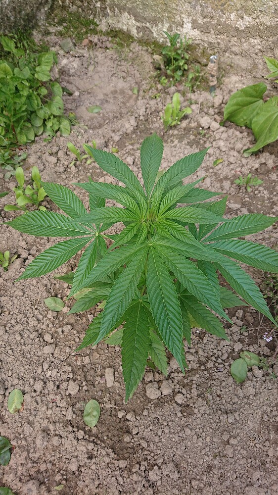 AMG - Amnesia Mac Ganja - Feminisiert (Royal Queen Seeds) Produktfoto