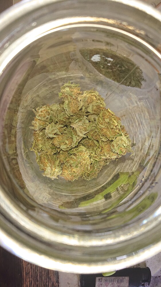 Das "Zweimal drei Pflanzen-Sativa-Ehe-Experiment" im Garten