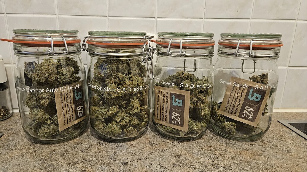 2nd Grow (nach 20Jahren) / 50x50x120 / 2x Sweet Afgani Delicious S1