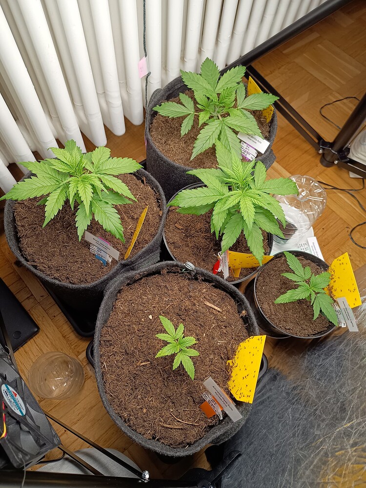Black Jack Auto (Sweet Seeds) Produktfoto