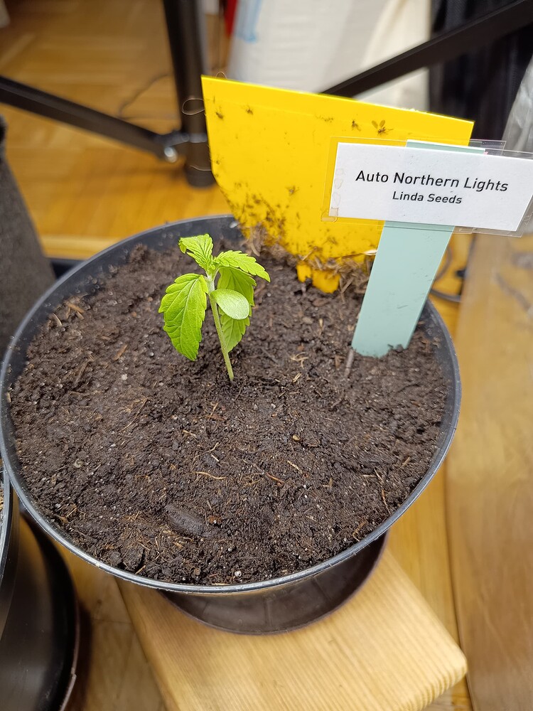 Northern Lights Auto Produktfoto