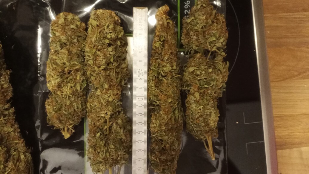 African Gas & Super Malawi Haze – Eine explosive ACE Fusion aus afrikanischer Energie und Haze-Potenz in 60L LivingSoil noTill - BT 94 - Tag 104 (ABRECHNUNG)