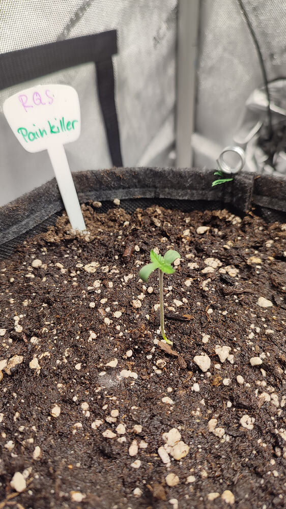 PainKiller CBD Produktfoto