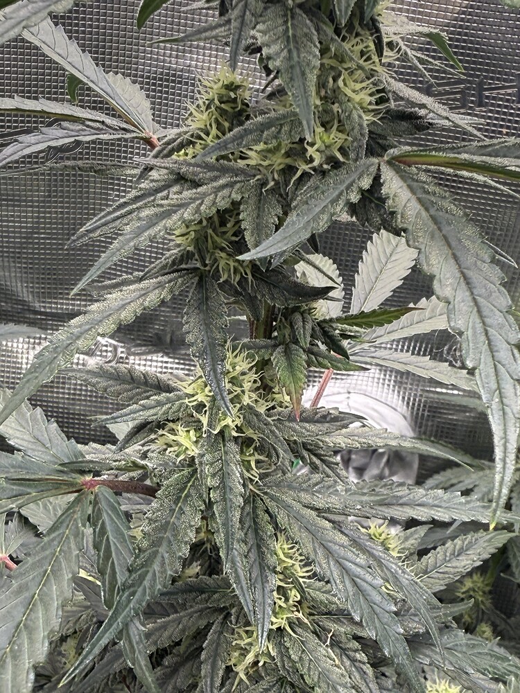 Mike Tyson Autoflower Produktfoto