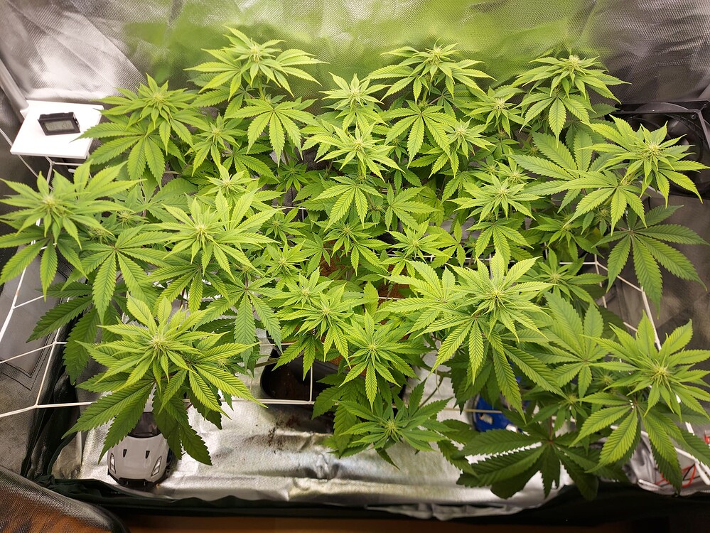 Pure CBD Punch Feminisiert (Philosopher Seeds) Produktfoto