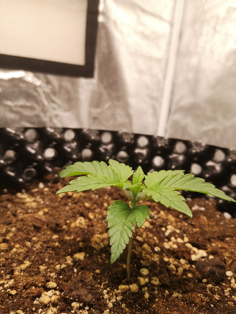 Purple Bud Automatic Produktfoto