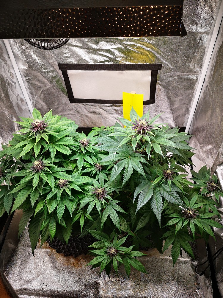 Mein erster Grow 2x Purple Bud