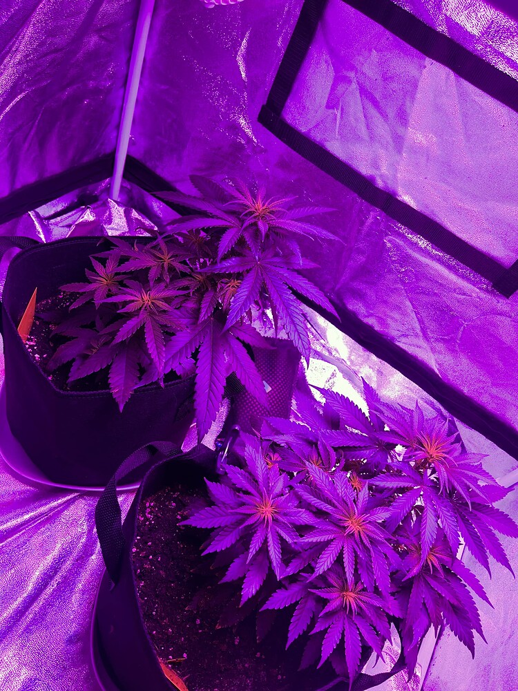 Lava Cake Auto (Zamnesia) Produktfoto