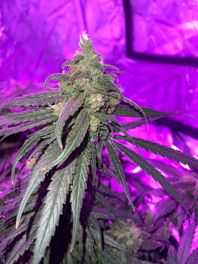 Aller erster Grow (indoor) 100x100x200 Lava Cake