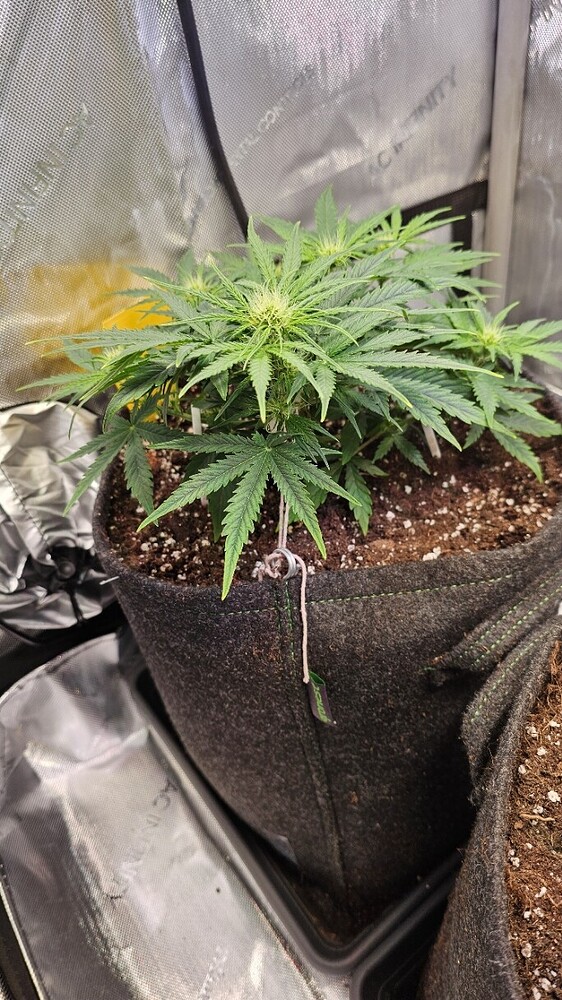 unbekannte Autoflower Produktfoto