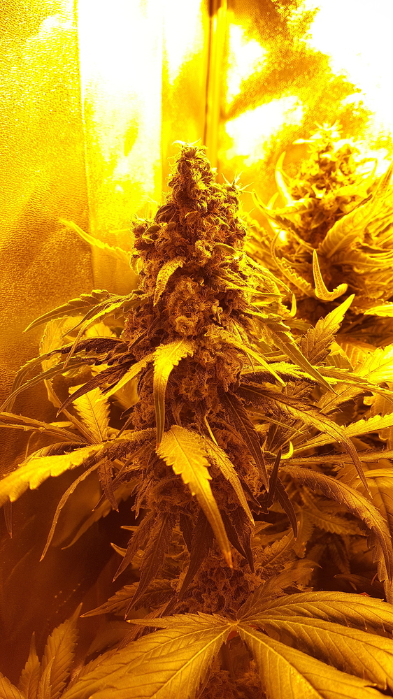 First Growreport 2x Amnesia Lemon (60x60 - 150W NDL)
