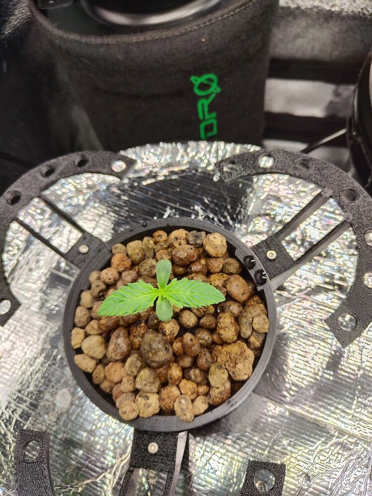 Grape Octane Auto (Linda Seeds) Produktfoto