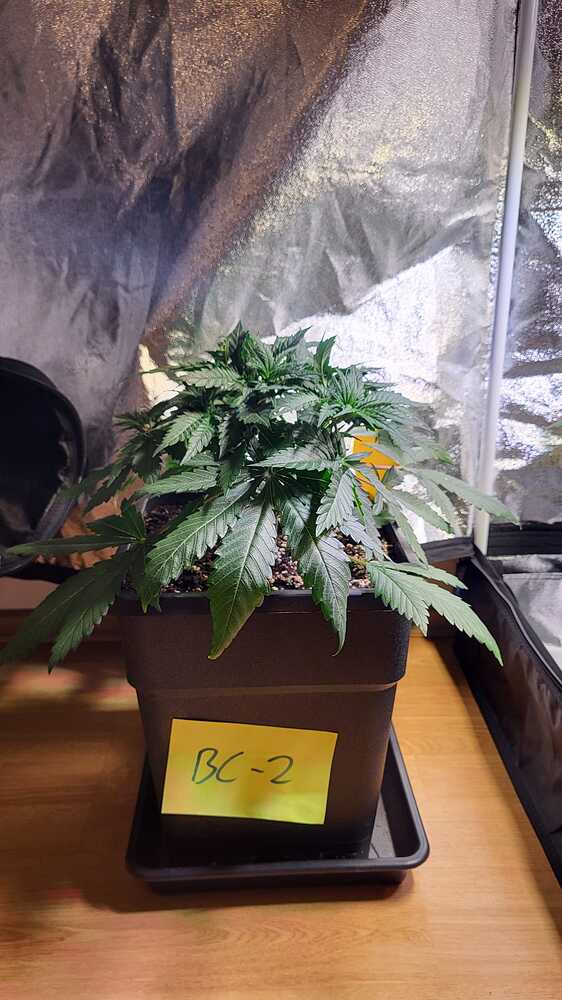 Blue Cheese Auto (Barney's Farm) Produktfoto