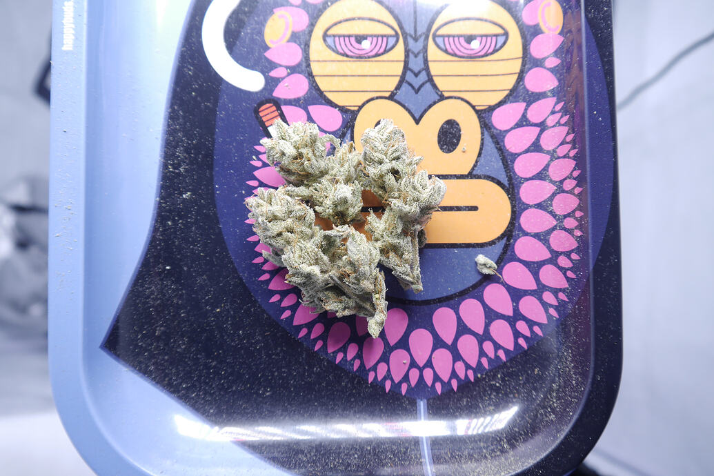 Yellow fresca grounded genetics
