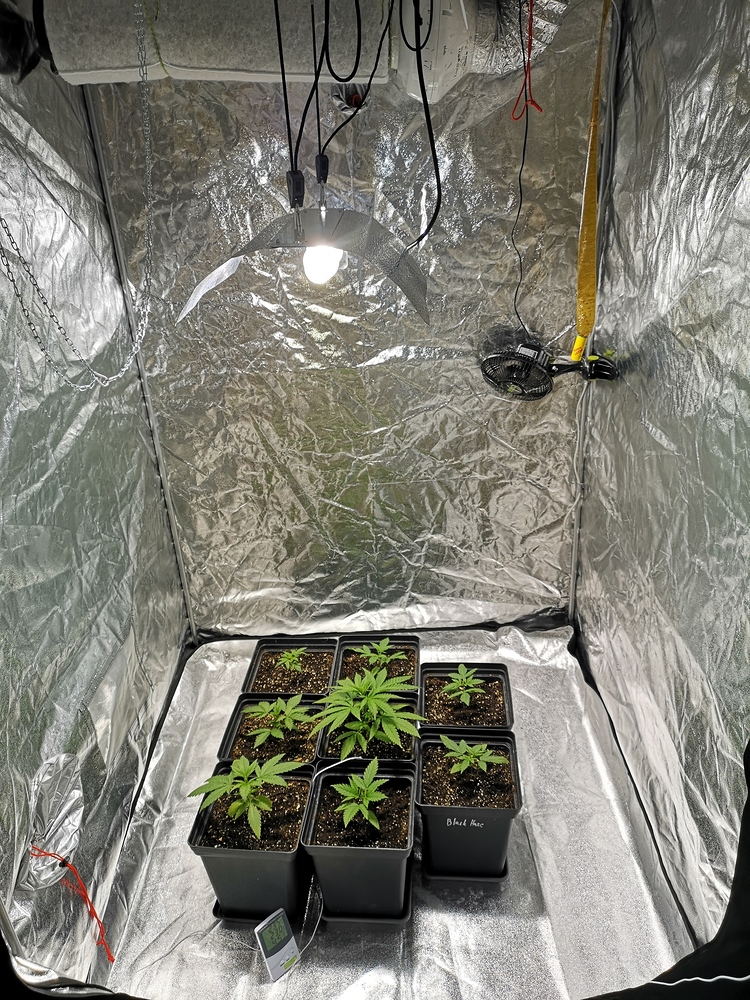 Black Haze Feminisiert (Exotic Seeds) Produktfoto