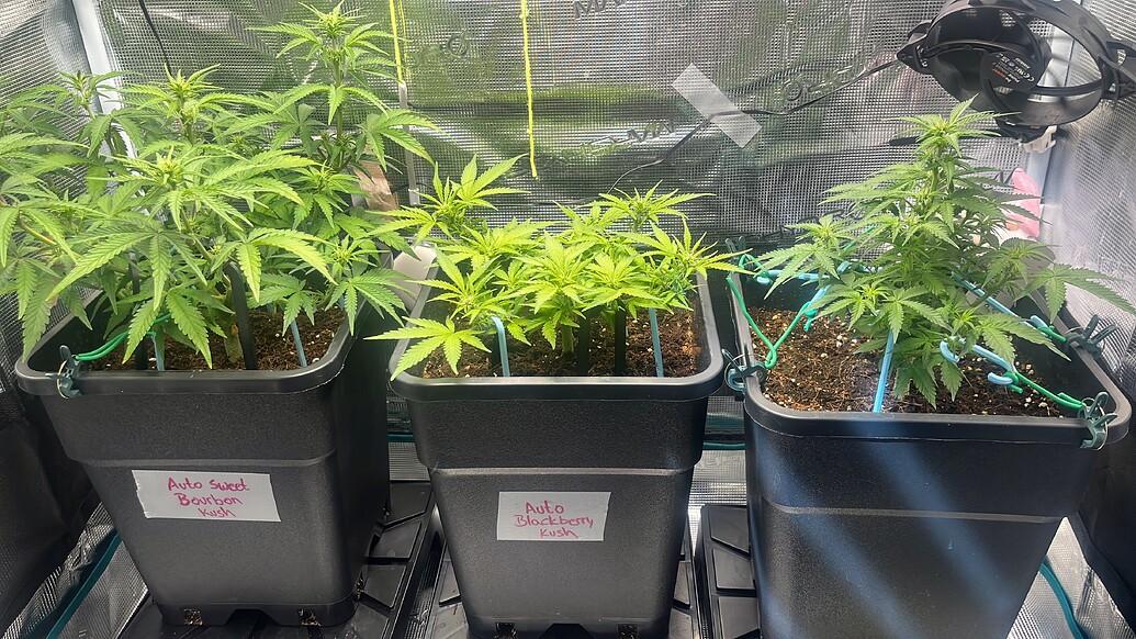 Auto Blackberry Kush (Dutch Passion) Produktfoto