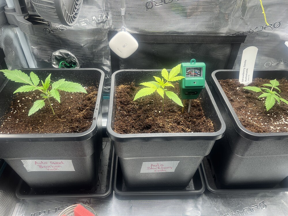 Auto Strawberry Smile Produktfoto