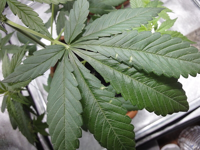 Bloody Skunk Auto (Sweet Seeds) Produktfoto
