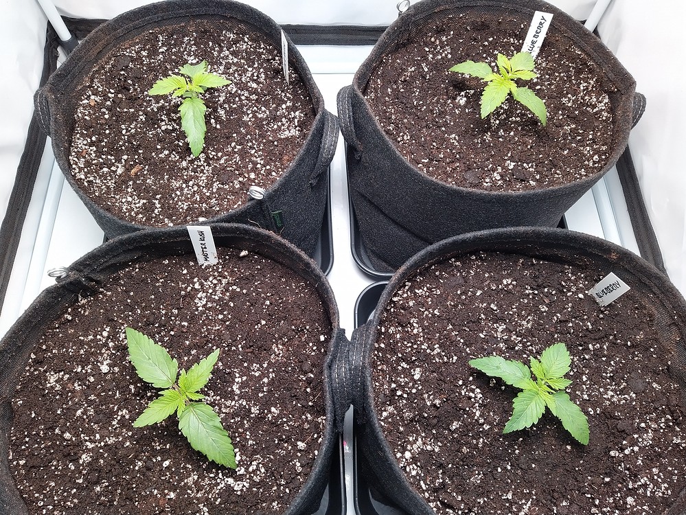 Master Kush Produktfoto