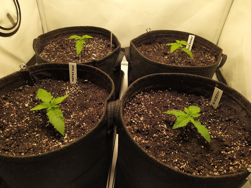 Blueberry Feminisiert (Zamnesia) Produktfoto