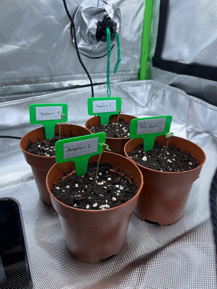 Blueberry Produktfoto