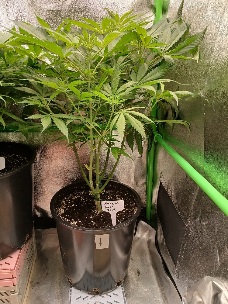 Amnesia Haze Produktfoto