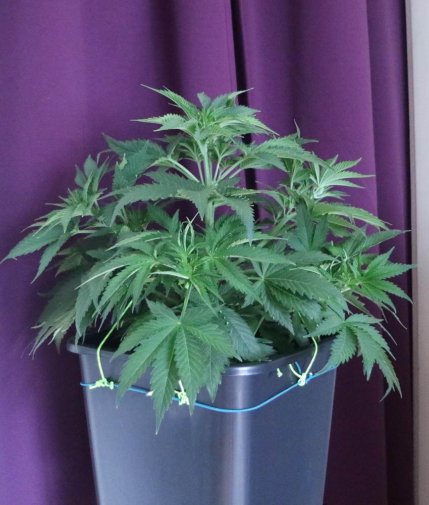 Purple Haze Produktfoto