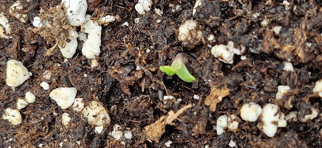 Auto White Widow Feminisiert (Buddha Seeds) Produktfoto