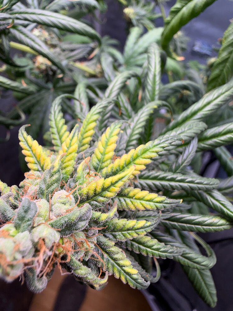 Growreport Bild 4