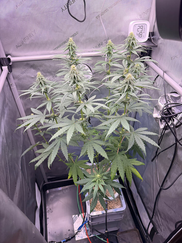 Growreport Bild 8