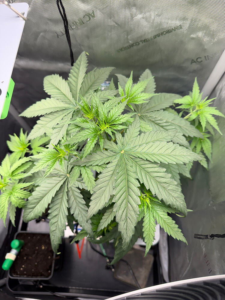 Growreport Bild 1
