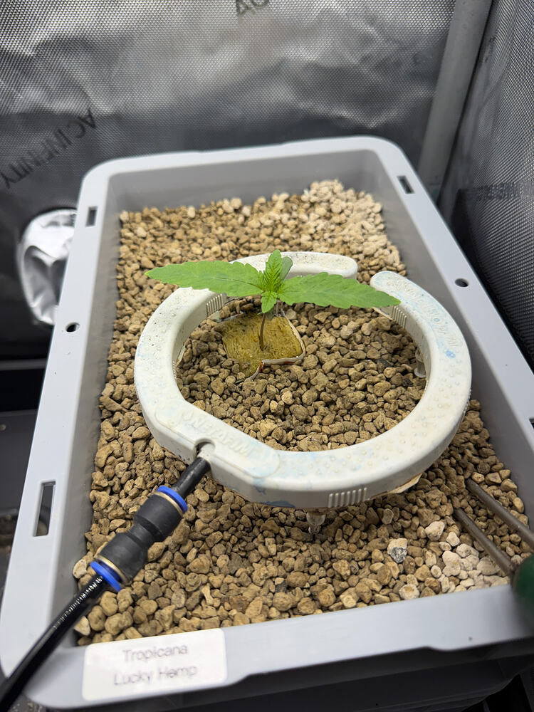 Growreport Bild 1