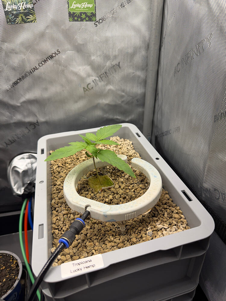 Growreport Bild 4