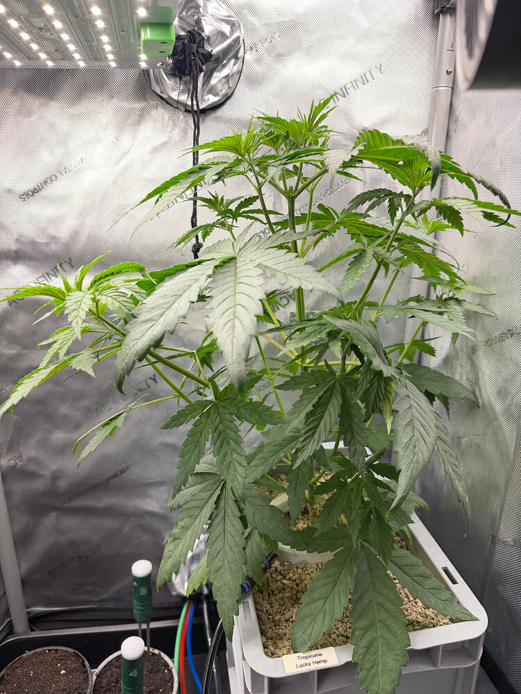 Growreport Bild 2