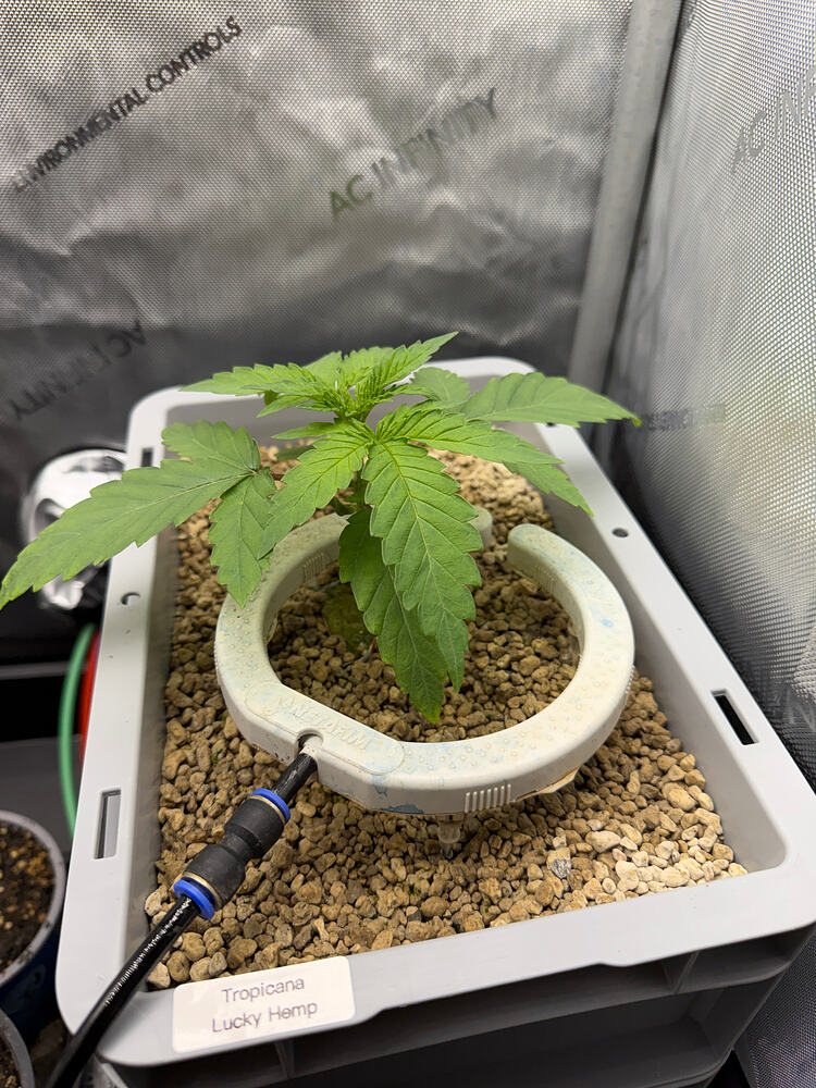 Growreport Bild 3