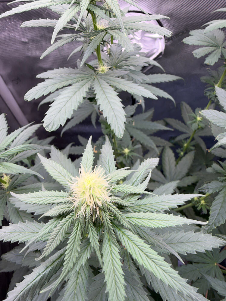 Growreport Bild 3