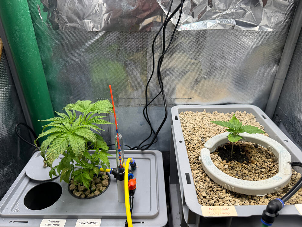 Growreport Bild 13