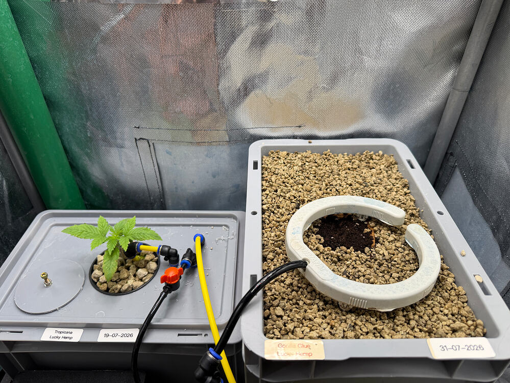 Growreport Bild 4