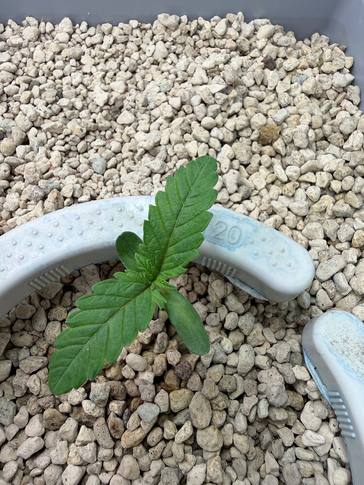 Growreport Bild 2